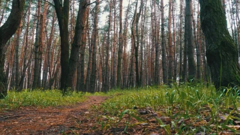 Stock Video Lonely Path In A Green Forest Animated Wallpaper - In Wallpaper