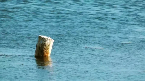 Stock Video Log Rising In The Sea Animated Wallpaper - In Wallpaper