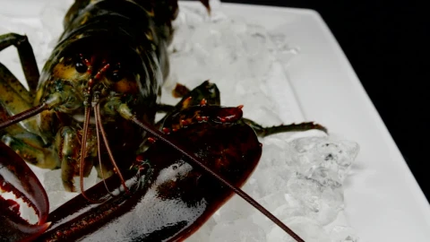 Stock Video Lobster In A Cooler Animated Wallpaper - In Wallpaper