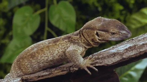 Stock Video Lizard Resting On A Trunk Closeup In Slow Motion Animated Wallpaper - In Wallpaper