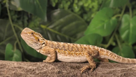 Stock Video Lizard Looking For Dinner In Nature Animated Wallpaper - In Wallpaper
