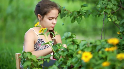 Stock Video Little Girl Collecting Berries On The Farm Animated Wallpaper animated wallpaper preview