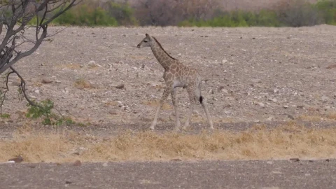Stock Video Little Giraffe Looking For Food Animated Wallpaper animated wallpaper preview