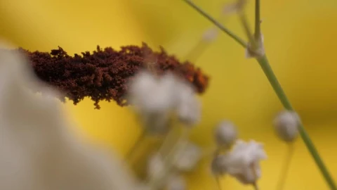 Stock Video Little Flowers Near A Big Flower Animated Wallpaper animated wallpaper preview