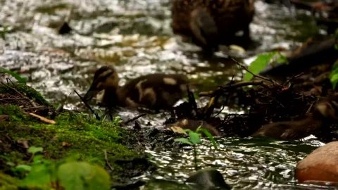 Stock Video Little Ducks Walk In A Stream In The Forest Animated Wallpaper - In Wallpaper