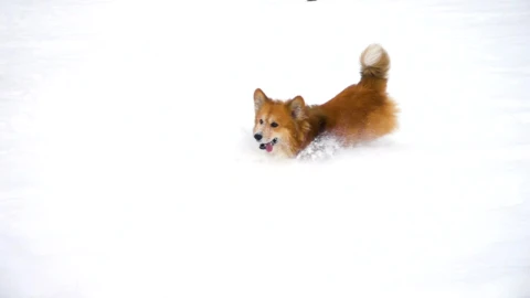 Stock Video Little Dog Running In The Snow Animated Wallpaper animated wallpaper preview