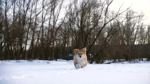 Stock Video Little Dog Running In Snow In Slow Motion Animated Wallpaper - In Wallpaper