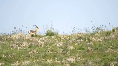 Stock Video Little Deer Walking In The Mountain Animated Wallpaper - Deer Wallpaper
