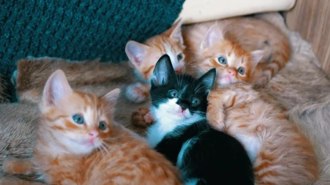 Stock Video Little Cats Lying On An Armchair Animated Wallpaper animated wallpaper preview