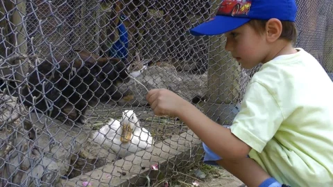 Stock Video Little Boy Feeding Rabbits In A Cage Animated Wallpaper - In Wallpaper