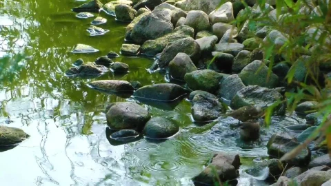 Stock Video Little Birds Bathe In The Stream Of A Park Animated Wallpaper - In Wallpaper