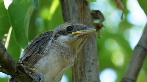 Stock Video Little Bird Sitting On A Tree Branch Animated Wallpaper animated wallpaper preview