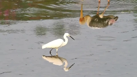 Stock Video Little Bird Fishing In Shallow Water Animated Wallpaper animated wallpaper preview