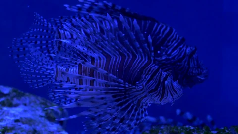 Stock Video Lionfish On A Blue Aquarium Animated Wallpaper animated wallpaper preview