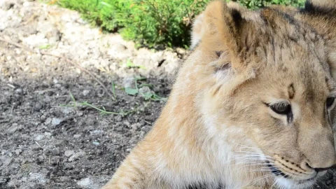 Stock Video Lioness Laying In The Shade Animated Wallpaper - In Wallpaper