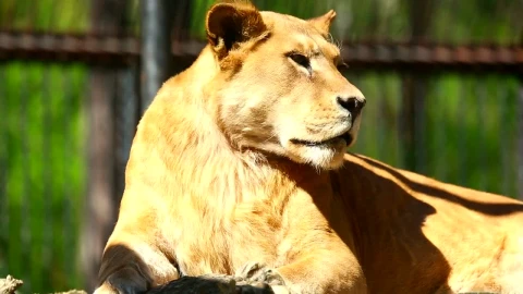 Stock Video Lioness Laying In The Sun Animated Wallpaper - In Wallpaper