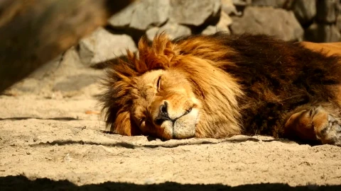 Stock Video Lion Resting In The Sun Animated Wallpaper - In Wallpaper