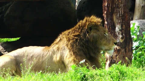 Stock Video Lion King Resting In The Jungle Animated Wallpaper - In Wallpaper