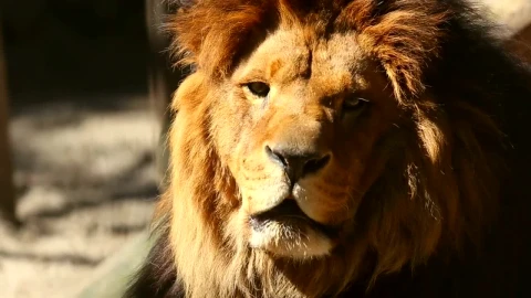 Stock Video Lion Head Portrait In The Sun Animated Wallpaper - In Wallpaper