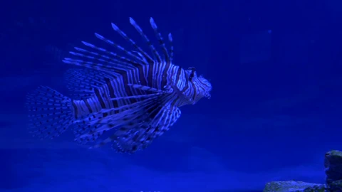 Stock Video Lion Fish Swimming In Blue Water Animated Wallpaper - In Wallpaper