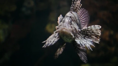 Stock Video Lion Fish In A Tank Animated Wallpaper - In Wallpaper