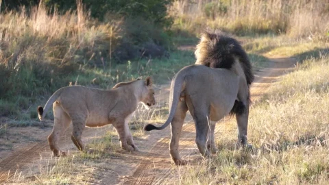Stock Video Lion Couple In The Middle Of The Road Animated Wallpaper - In Wallpaper