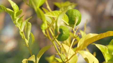Stock Video Limes Growing In A Garden Animated Wallpaper - In Wallpaper