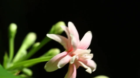 Stock Video Light Pink Flower In The Breeze Animated Wallpaper - In Wallpaper