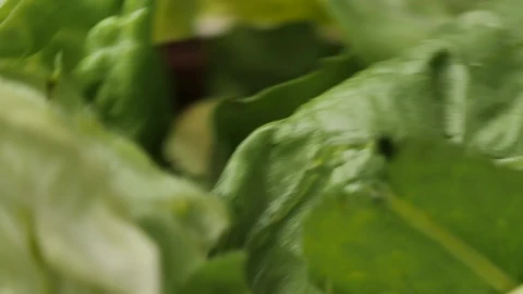 Stock Video Lettuce Salad Spinning In A Very Close Shot Animated Wallpaper - In Wallpaper