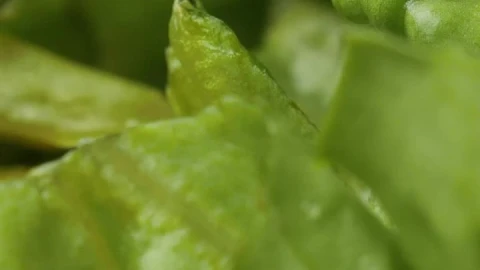 Stock Video Lettuce Leaves In A Very Close Shot Animated Wallpaper - In Wallpaper