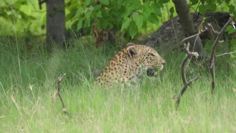 Stock Video Leopard Walking In A Green Valley Animated Wallpaper - In Wallpaper