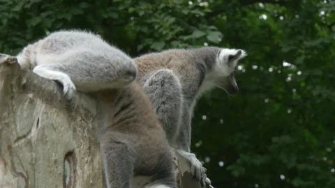 Stock Video Lemurs Sitting On A Trunk In The Jungle Animated Wallpaper - In Wallpaper