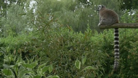 Stock Video Lemurs Sitting On A Log In The Jungle Animated Wallpaper animated wallpaper preview