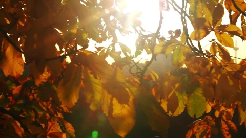 Stock Video Leaves Of A Tree In Autumn Under The Sun Animated Wallpaper - In Wallpaper