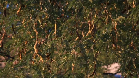 Stock Video Leaves In The Sun Animated Wallpaper - In Wallpaper