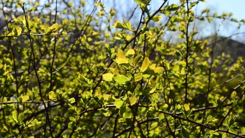 Stock Video Leaves In A Gentle Wind Animated Wallpaper - In Wallpaper