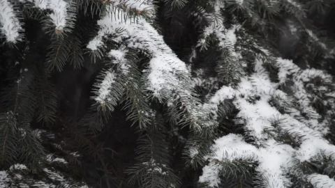 Stock Video Leaves Covered In Soft Snow Animated Wallpaper - In Wallpaper