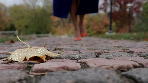 Stock Video Leaf On The Ground In A Park A Woman Walks Animated Wallpaper - In Wallpaper