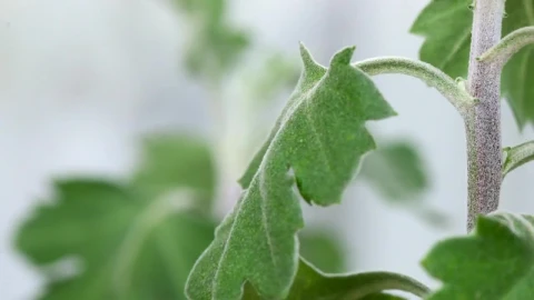 Stock Video Leaf Lifting In Slow Motion Animated Wallpaper - In Wallpaper