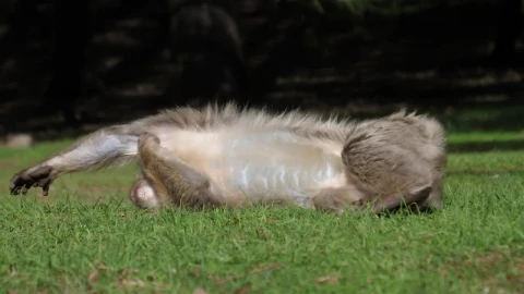 Stock Video Lazy Monkey Resting In The Grass Animated Wallpaper animated wallpaper preview