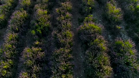 Stock Video Lavender Plants In A Field Animated Wallpaper - In Wallpaper