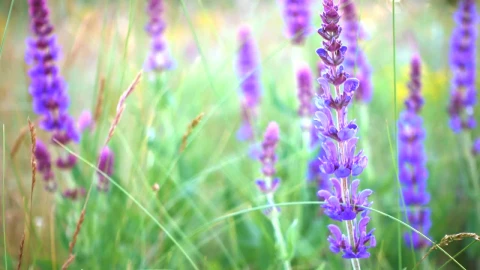 Stock Video Lavender In The Field Close Up Animated Wallpaper - In Wallpaper