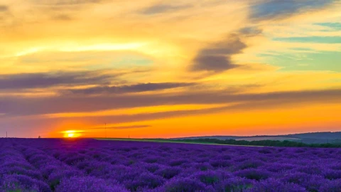 Stock Video Lavender Field In An Orange Sunset Animated Wallpaper - In Wallpaper