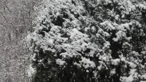 Stock Video Large Snowflakes Falling Smal Animated Wallpaper - Made in abyss Wallpaper