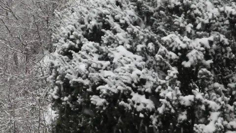 Stock Video Large Snowflakes Falling Animated Wallpaper - Made in abyss Wallpaper