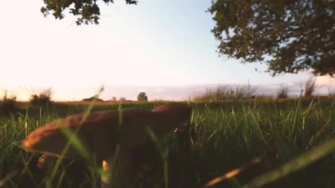 Stock Video Large Mushroom In The Grass Smal Animated Wallpaper - In Wallpaper