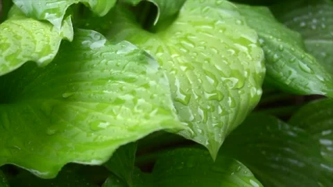 Stock Video Large Green Plant Leaves In The Rain Smal Animated Wallpaper - In Wallpaper