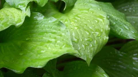 Stock Video Large Green Plant Leaves In The Rain Animated Wallpaper - In Wallpaper