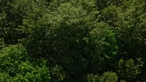 Stock Video Large Forest In The Countryside Smal Animated Wallpaper - In Wallpaper