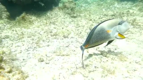 Stock Video Large Fish Swimming Over A Reef Smal Animated Wallpaper - Made in abyss Wallpaper